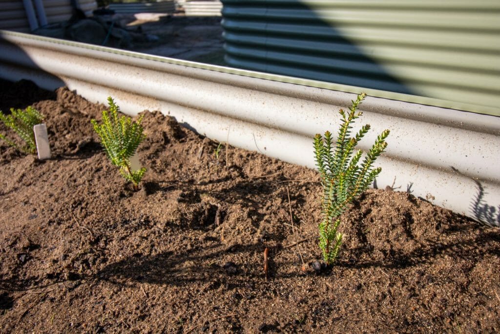 Darwinia squarrosa seed production area at Woodlupine Primary School