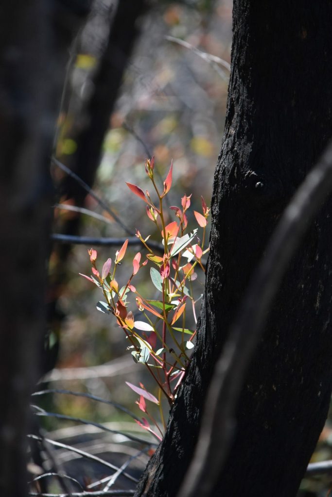 Eucalypt with epicormic growth post fire.