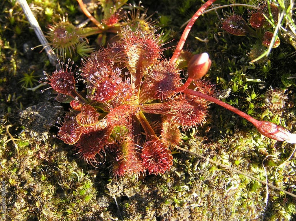 Drosera schmutzii