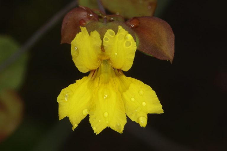 Velleia perfoliata flower