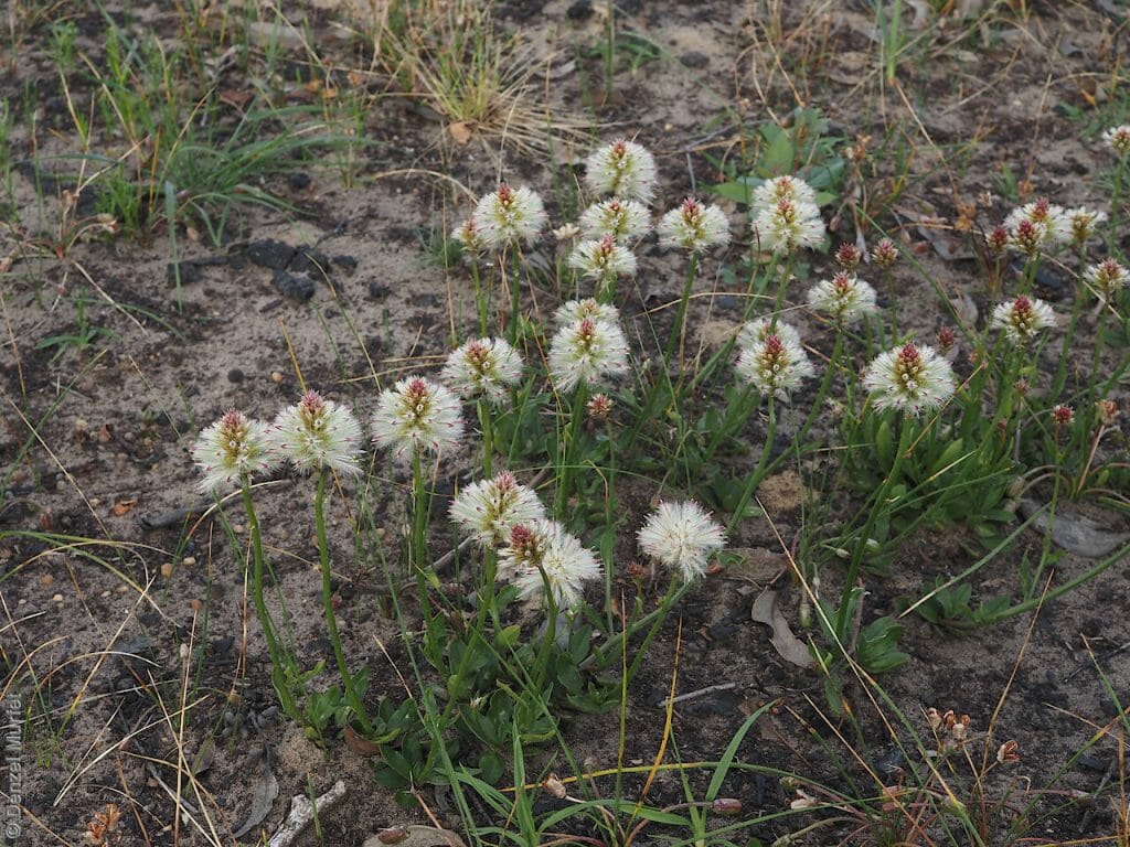 Ptilotus beckerianus