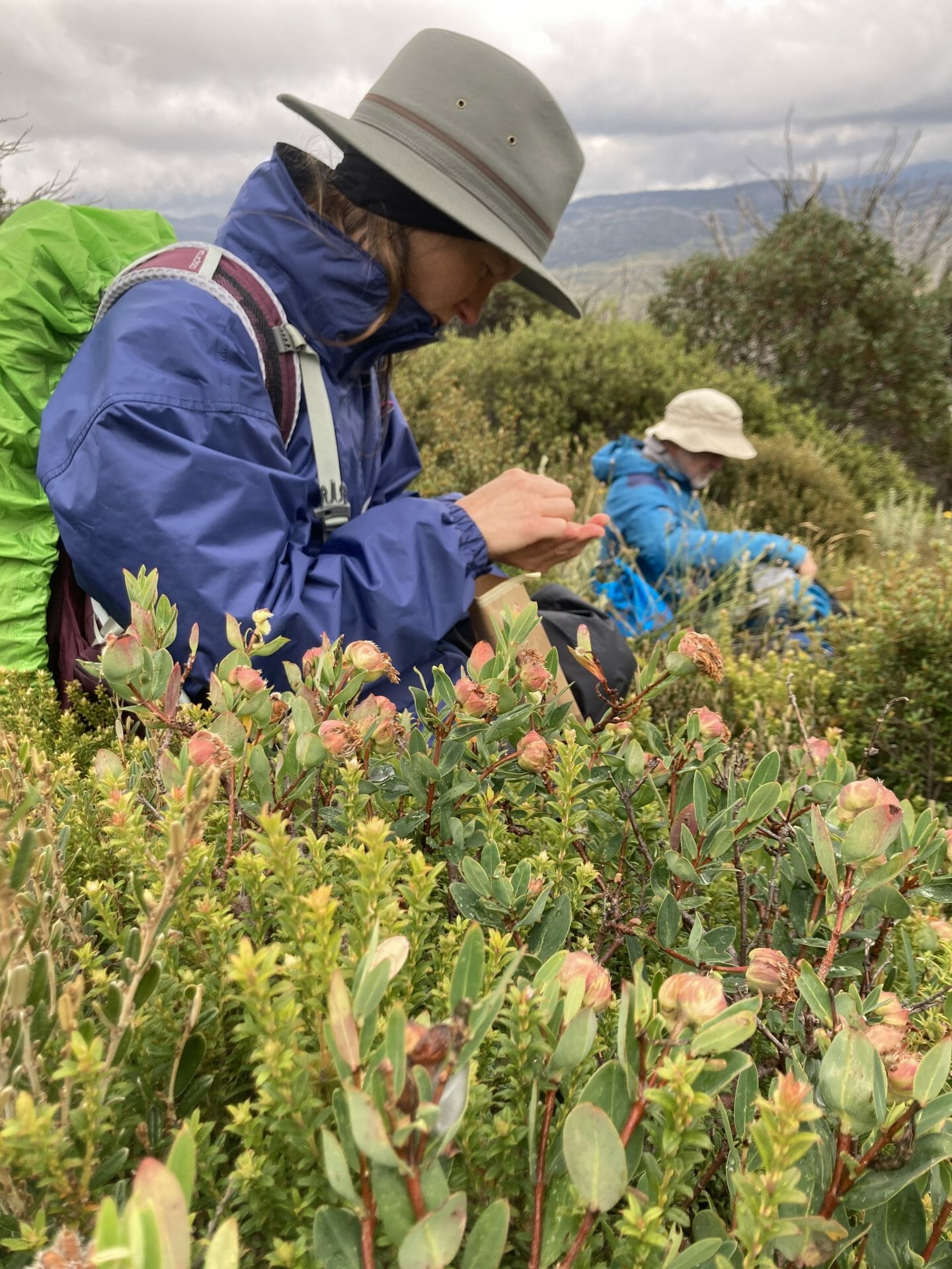 Image of Seed Collectors on Mt Jagungal