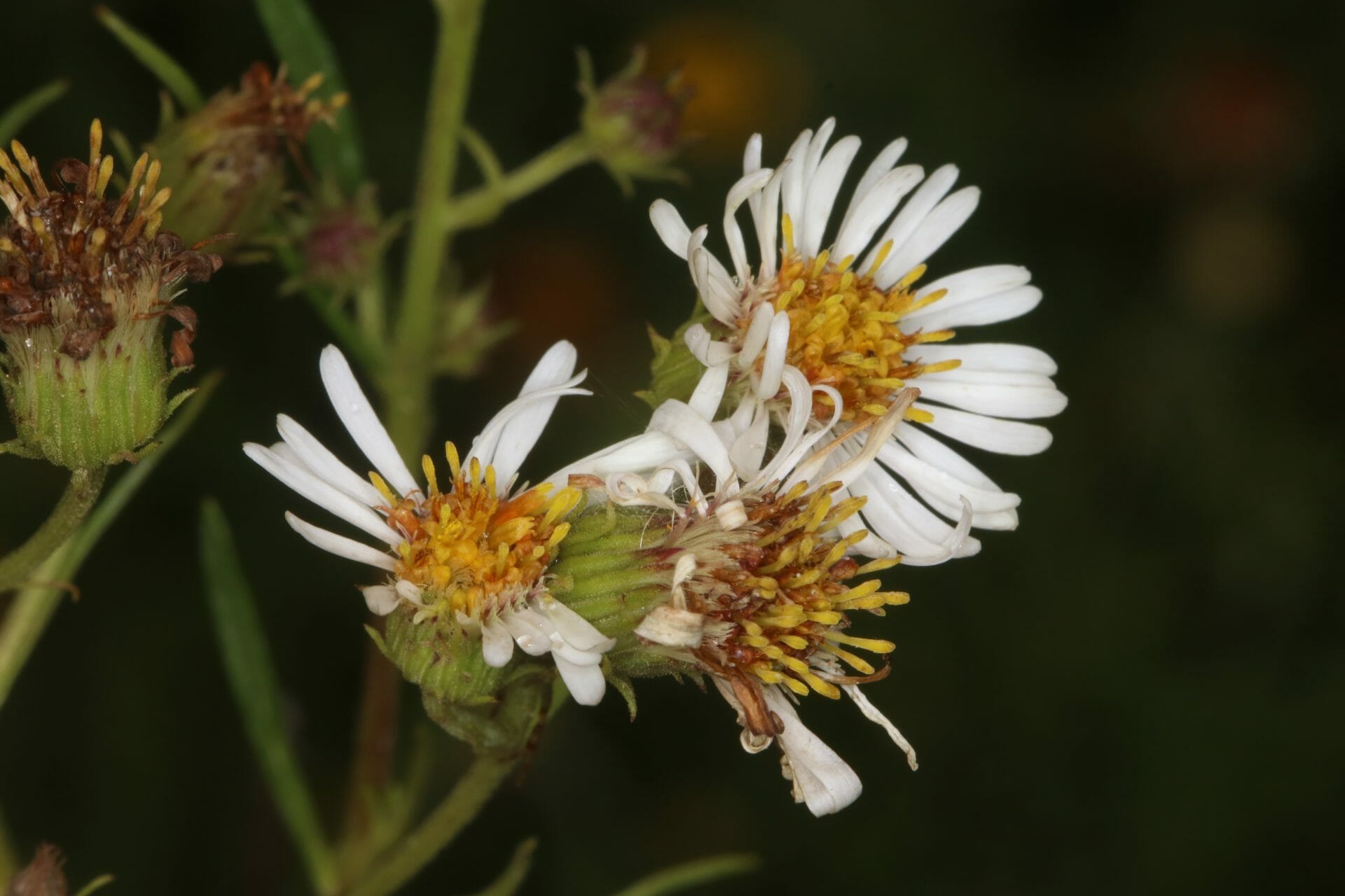 Olearia flocktoniae (Credit: Gavin Phillips)