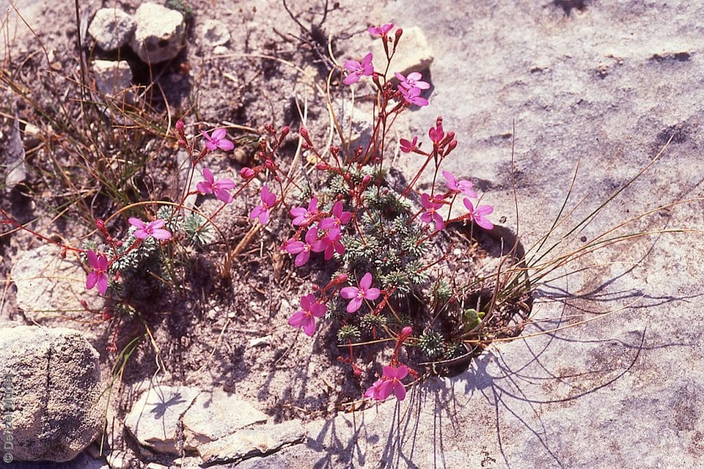 Stylidium tepperianum