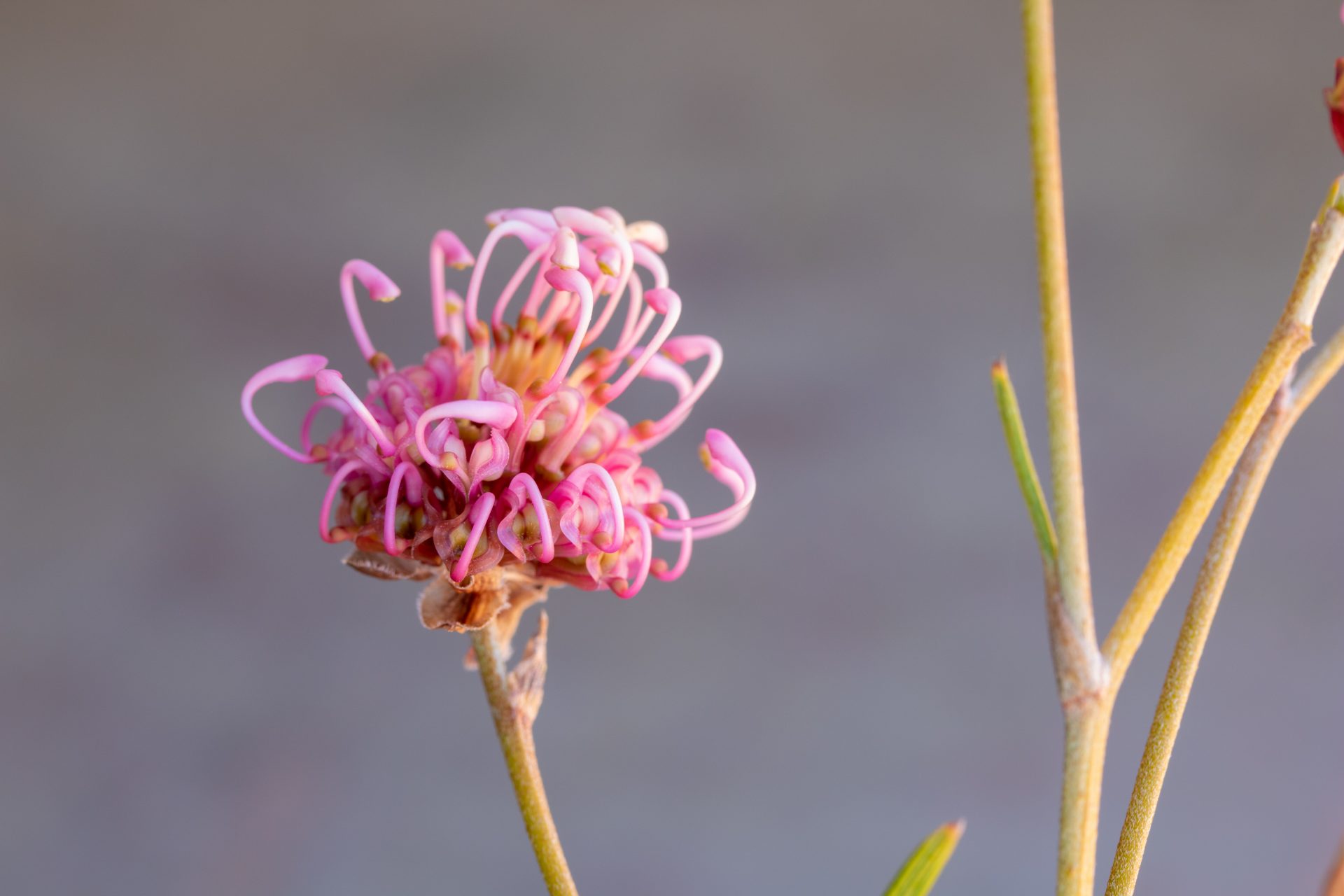 Flower of Grevillea bracteosa bracteosa