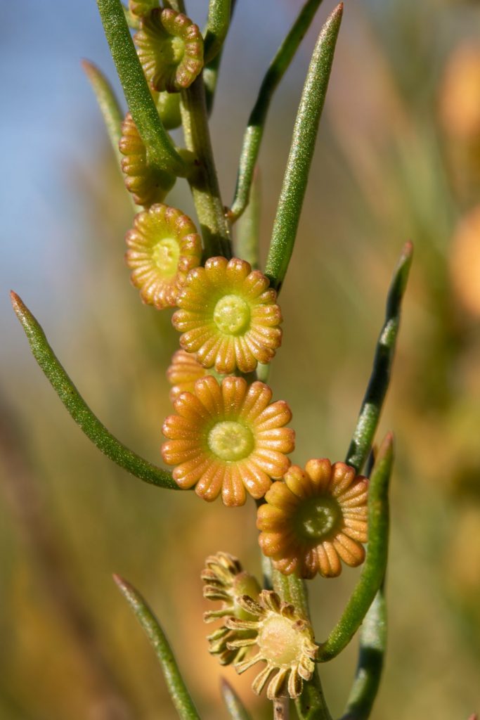 Male flowers of Gyrostemon reticulatus