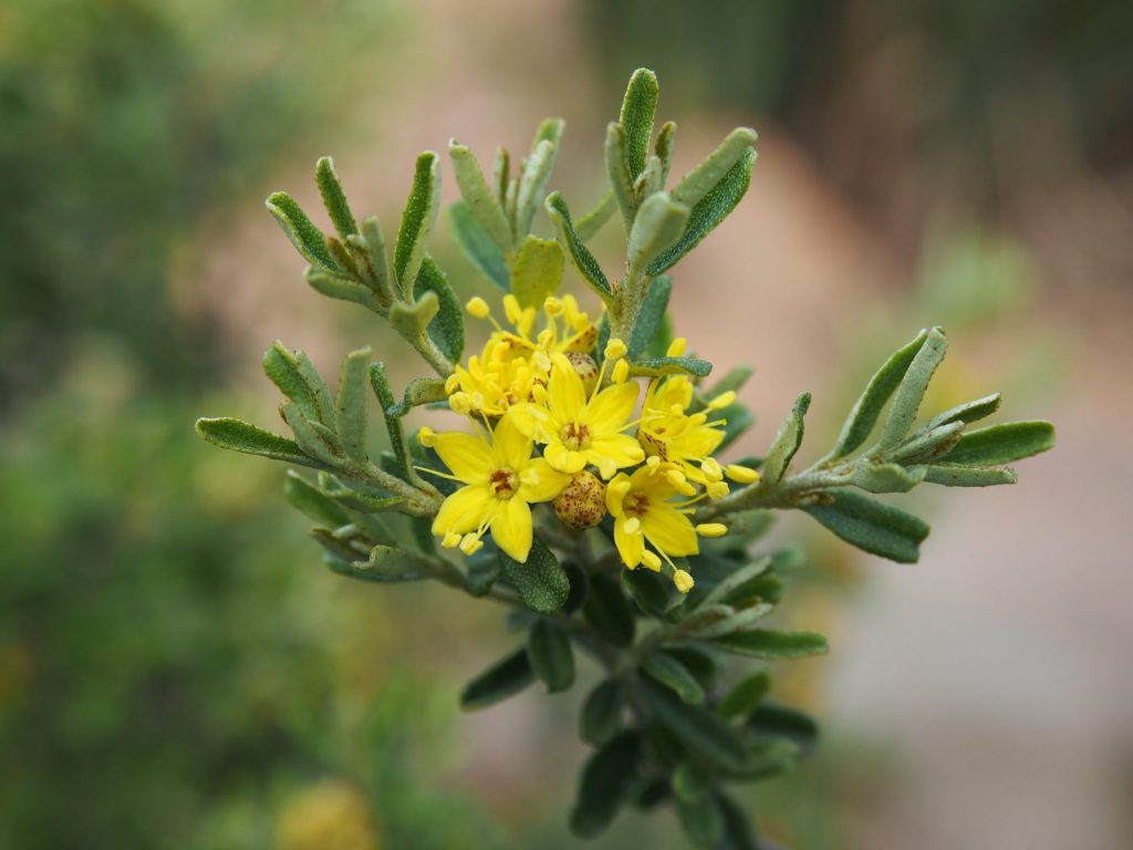 Flower of Phebalium calcicola