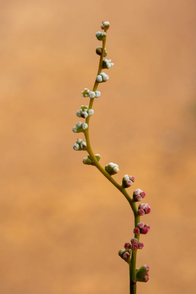 flowers of Spirogardnera rubescens