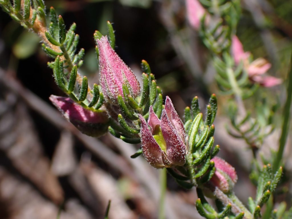 A close up of a Boronia granitica plant with small, deep green leaves and a textured pink flower b