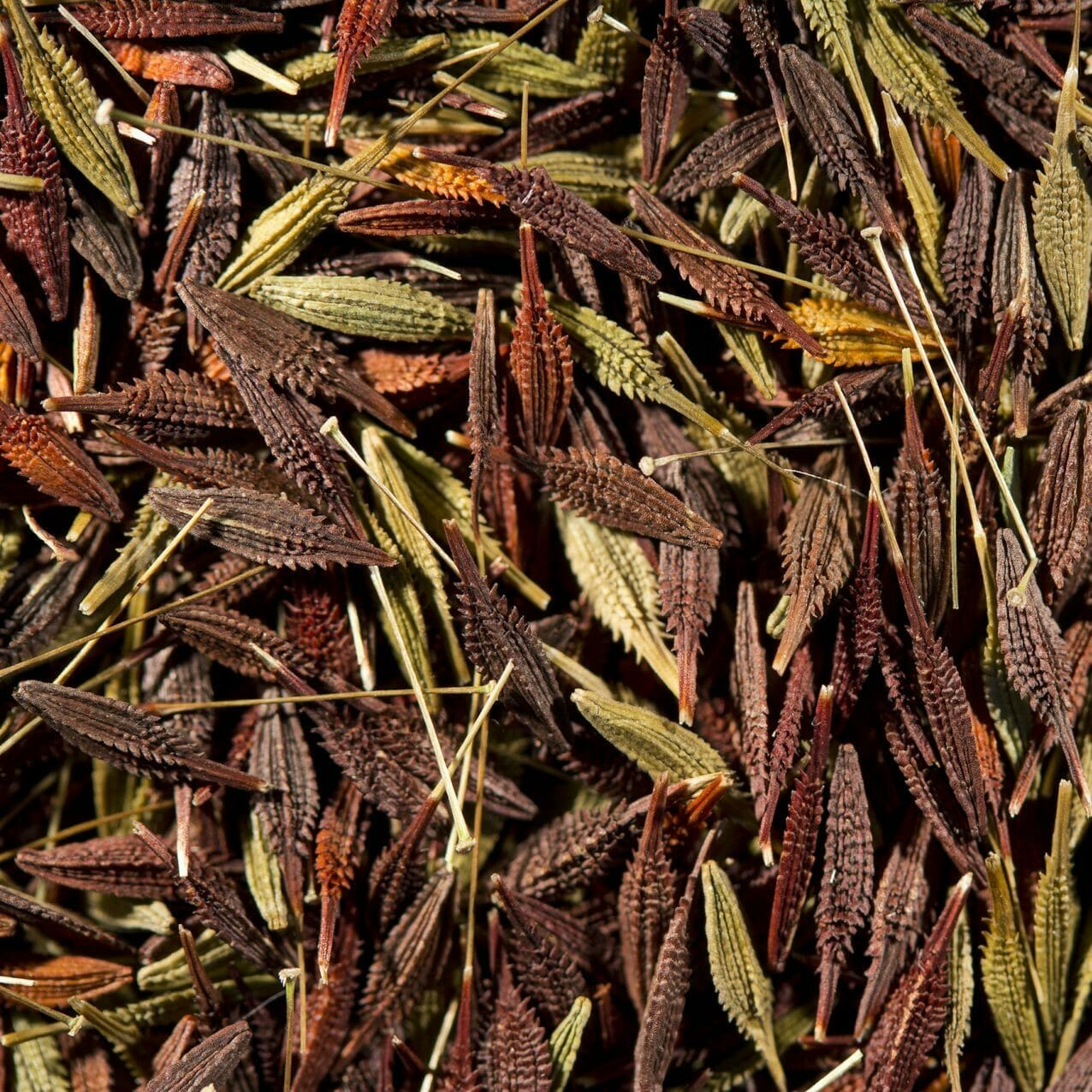 Seeds of the mountain dandelion (Taraxacum aristum achenes). Image: James Wood