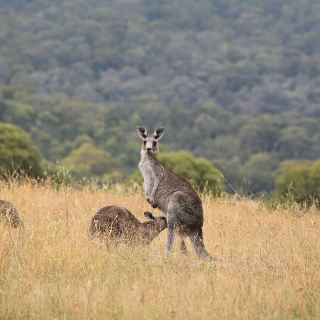 Kangaroo at Namadgi National Park. Image: Bradley Desmond