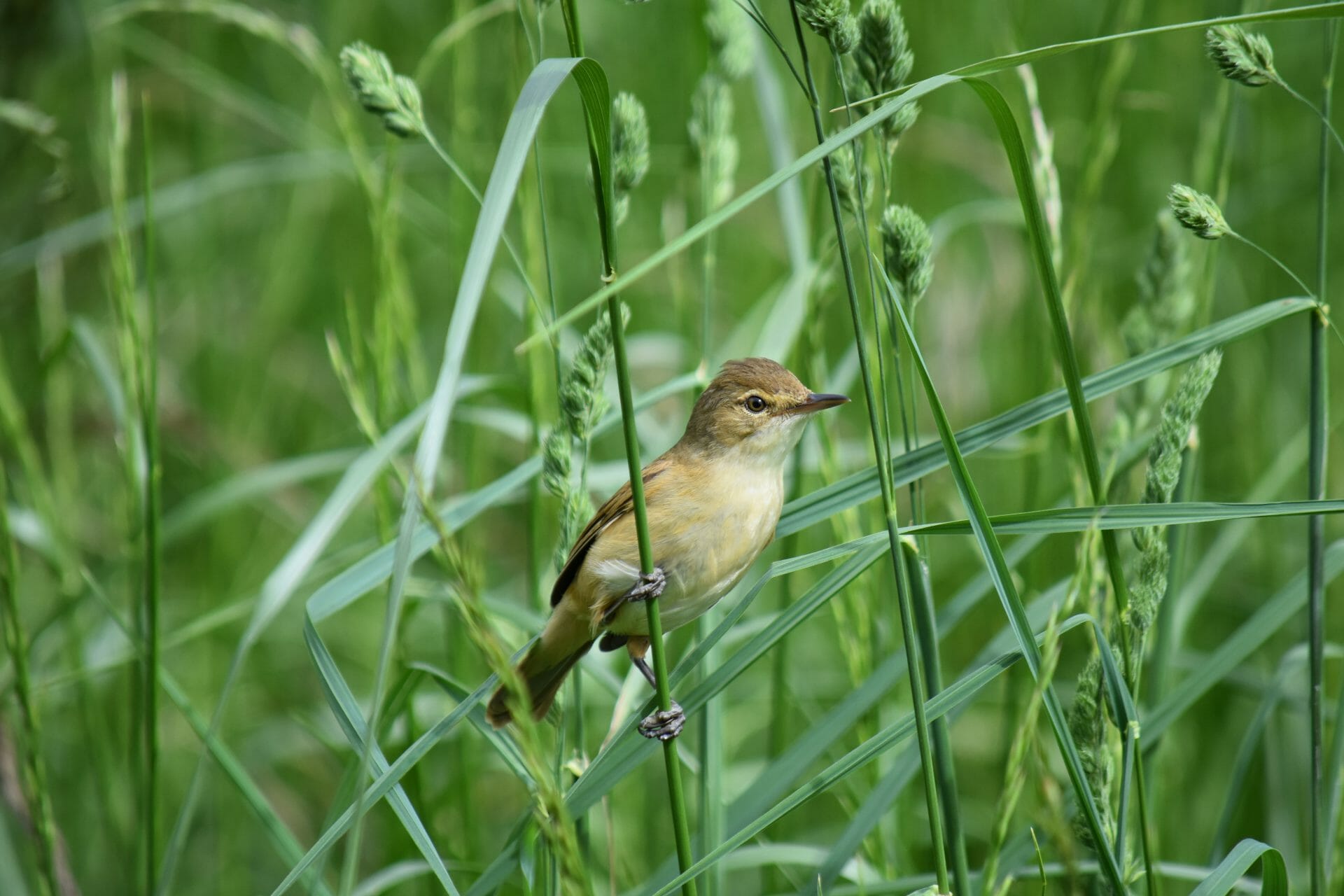 Bird in grassland at jerrabomberra wetland. Image: Bradley Desmond