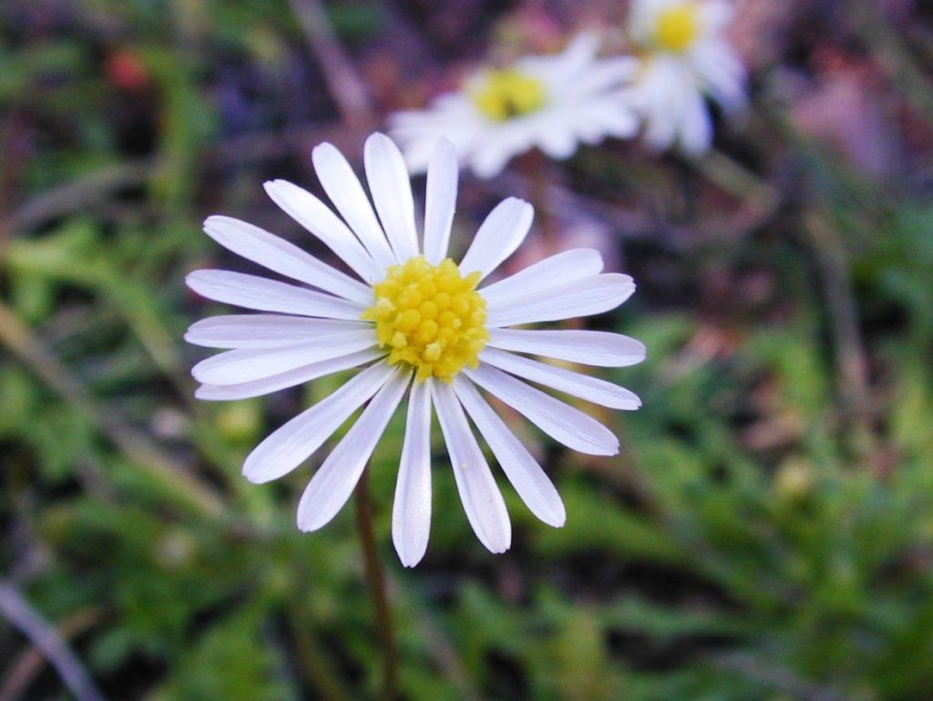 Close up of a Corunna Daisy (Brachyscome muelleri) flower.