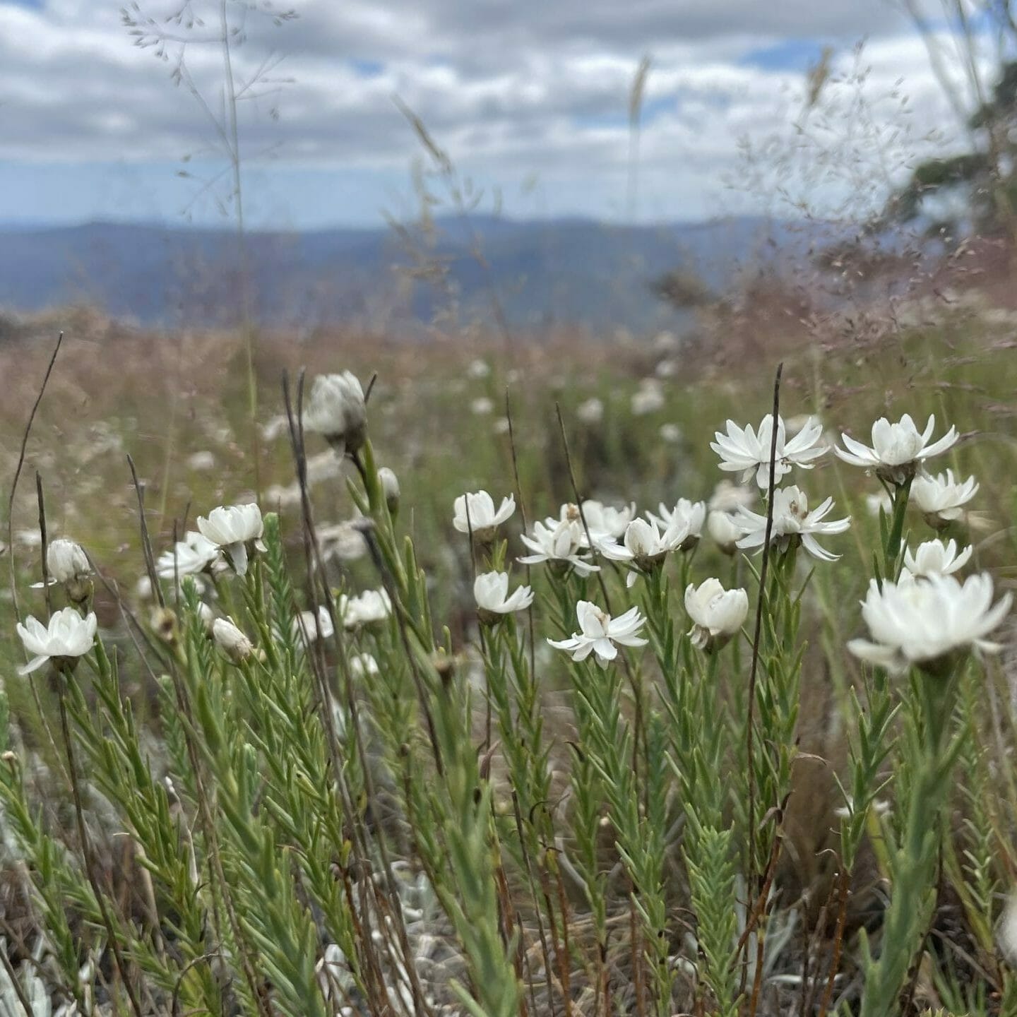 Flowers on Mt Franklin, ACT. Image: Bradley Desmond