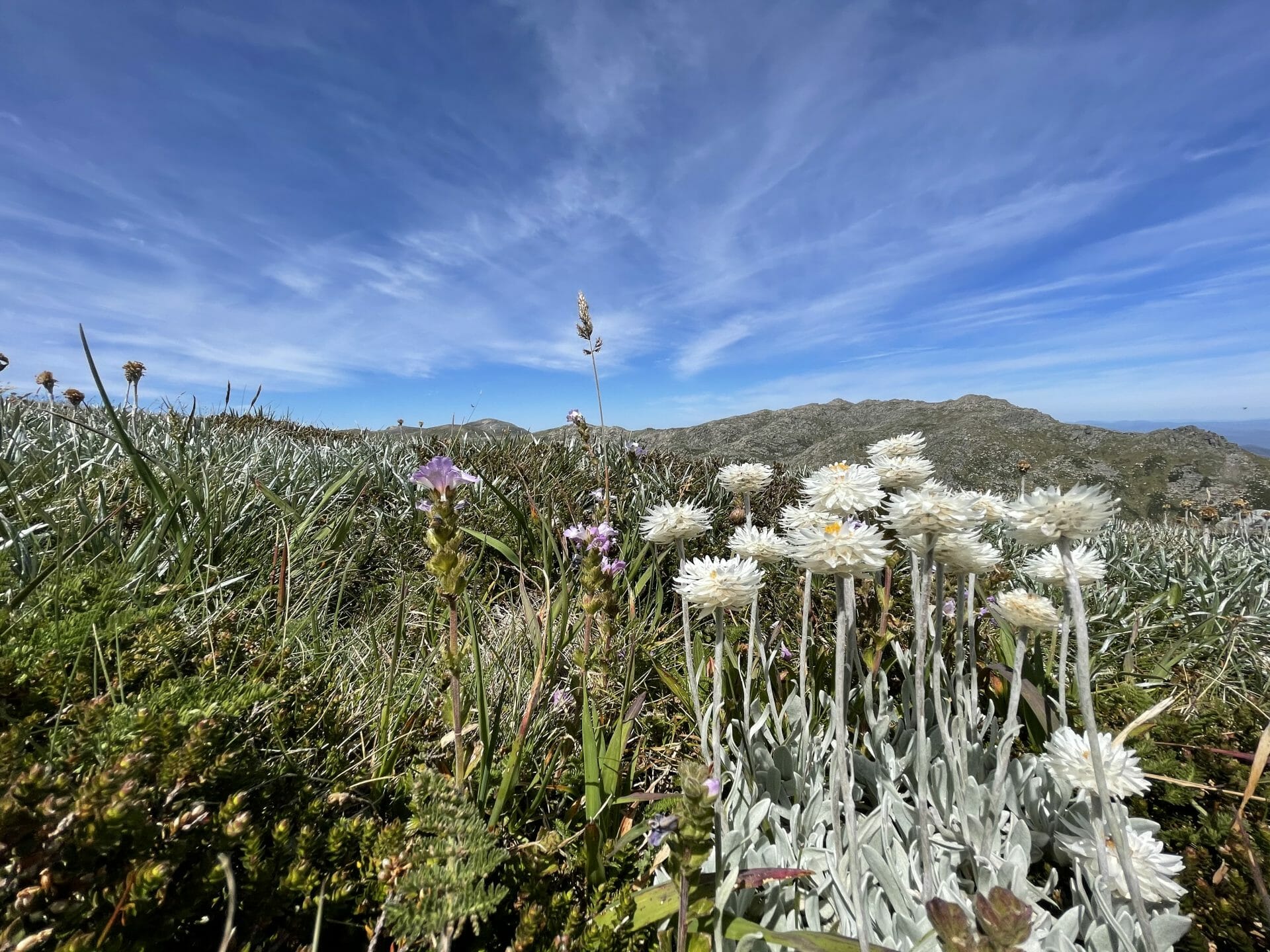 flowers in Kosciusko NP. Image: Bradley Desmond