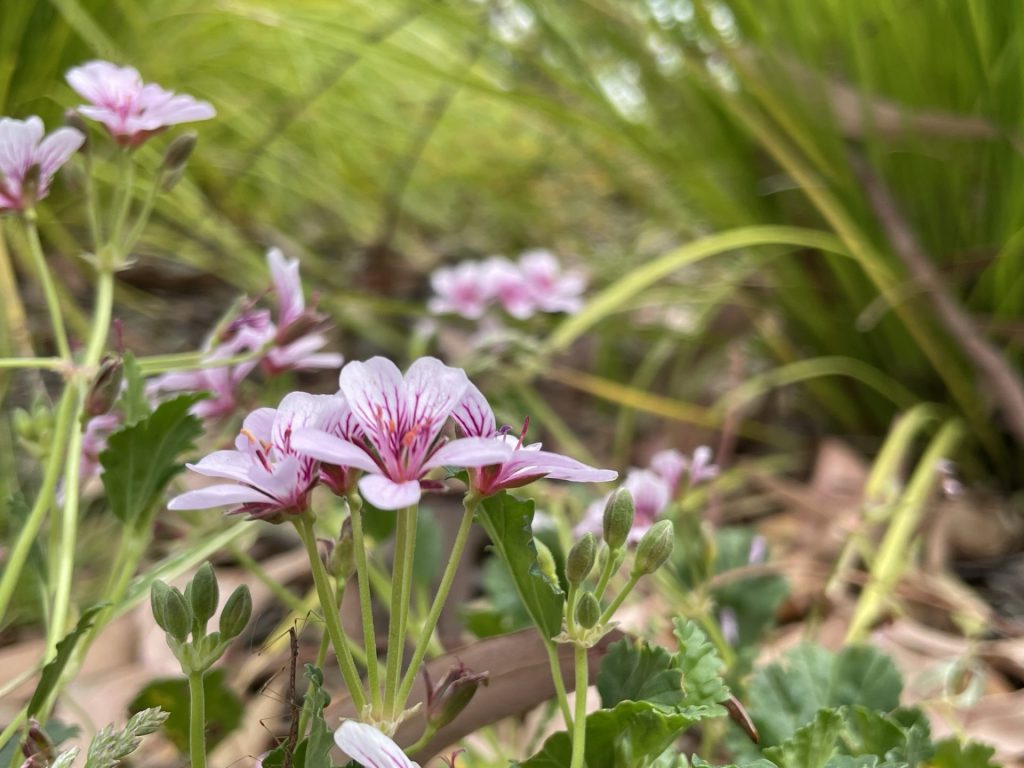 Flower of Omeo Storksbill