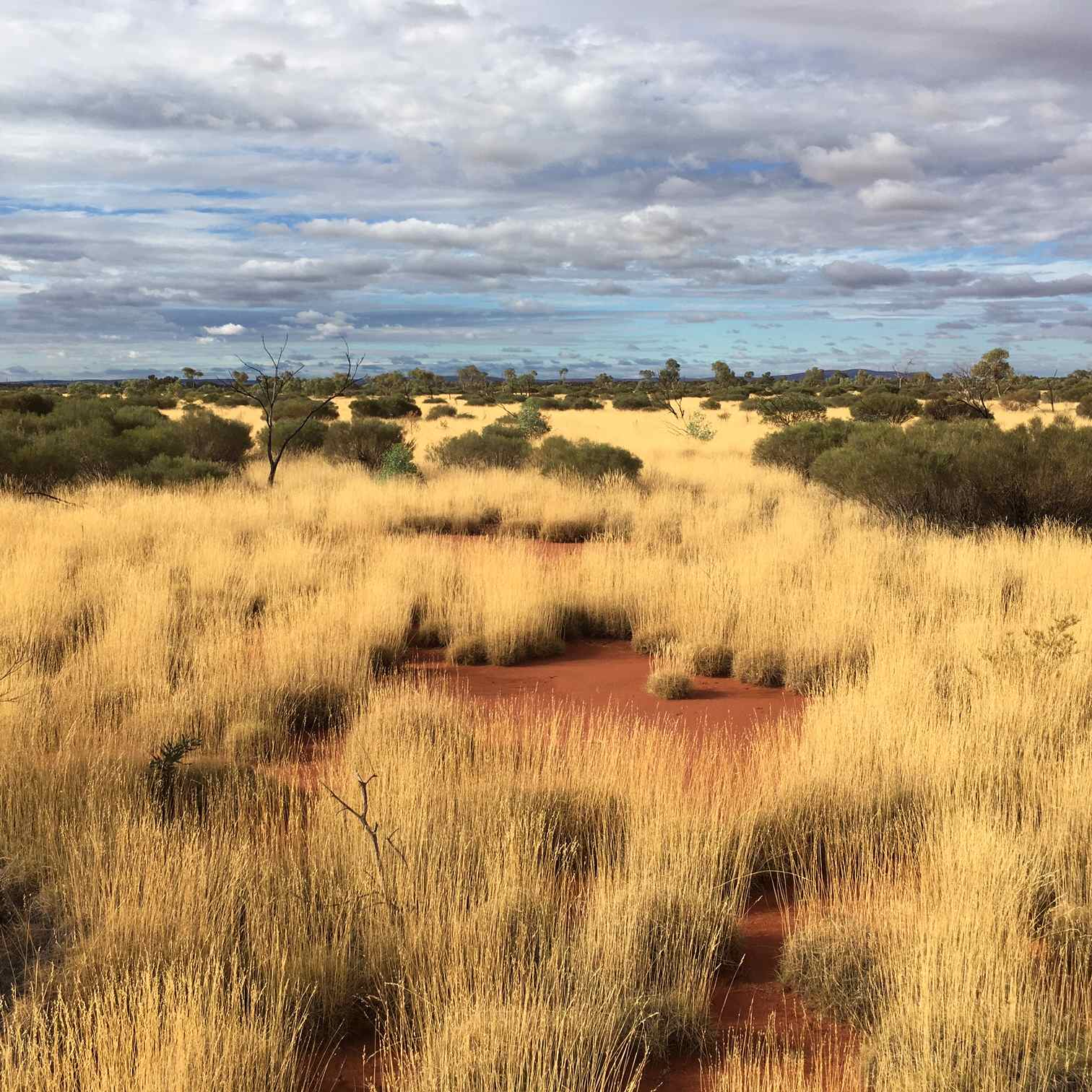 Termite pavements in grassland