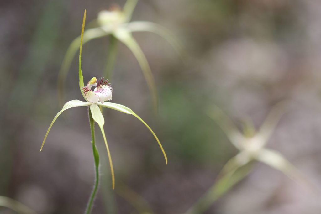 A flower of Bussell's Spider Orchid