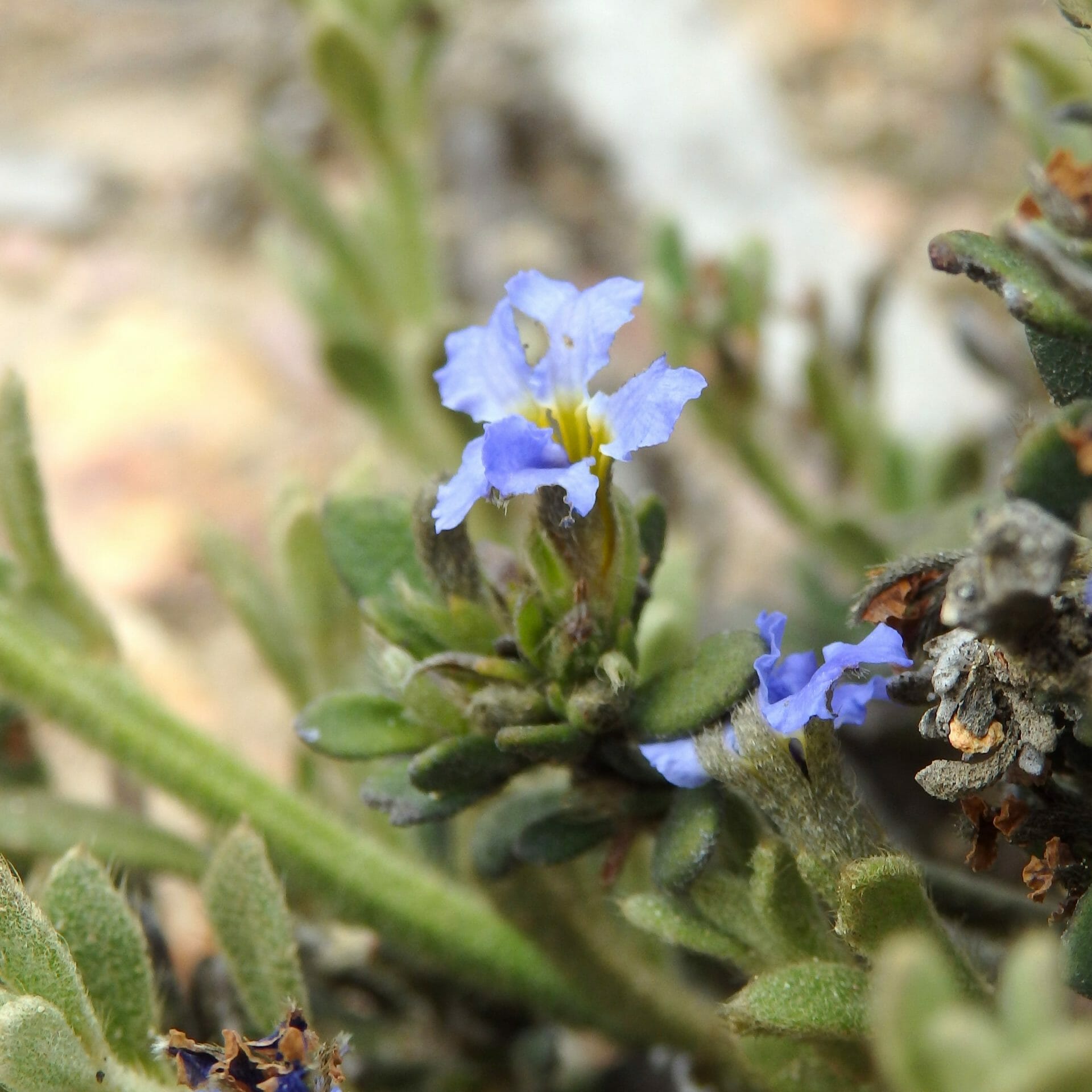 Close up of Dampiera fusca in flower.