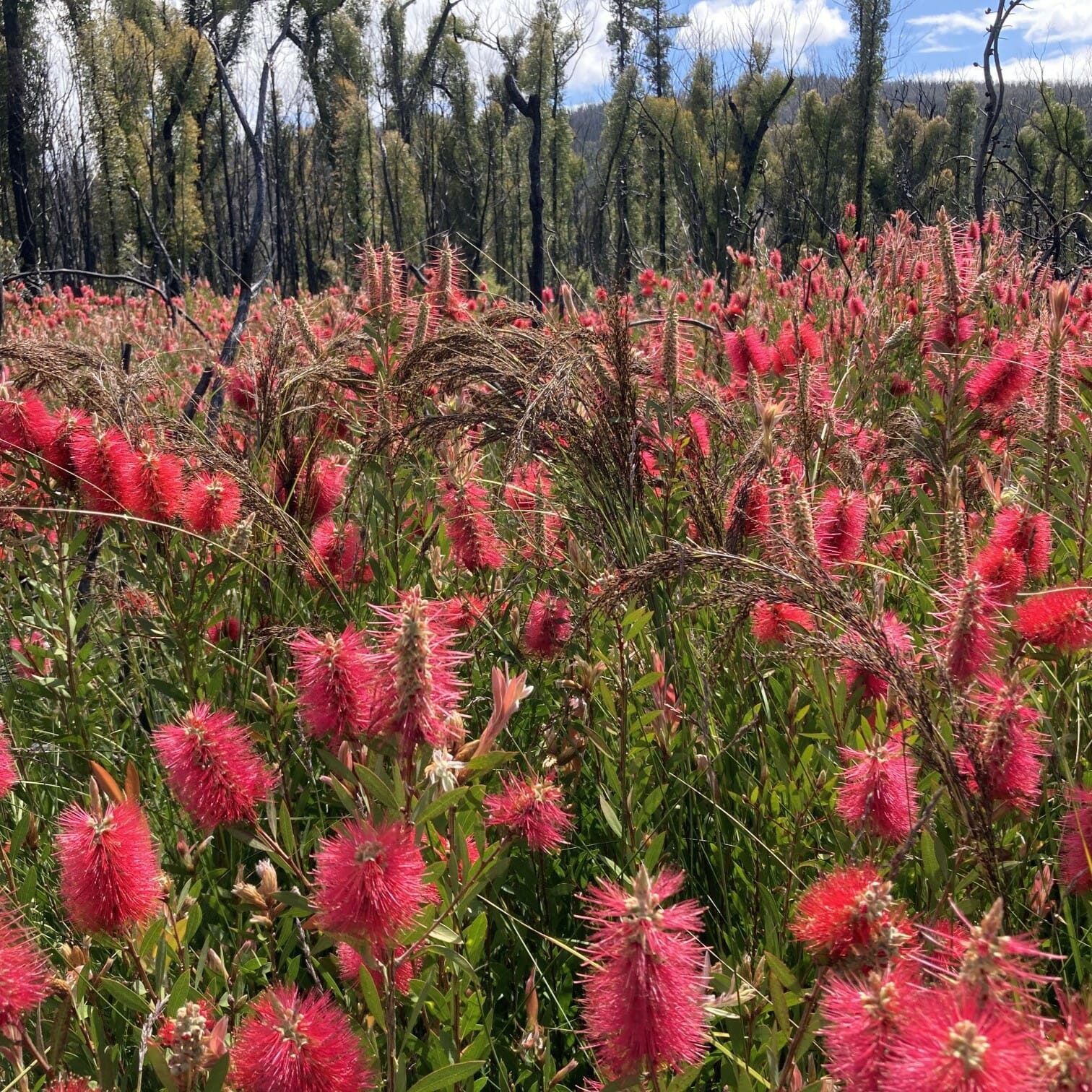 A field of Callistemon citrinus regenerated post bushfires, NSW