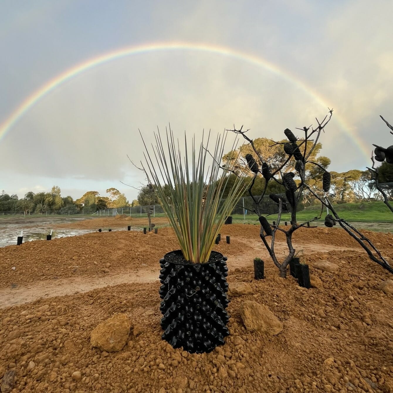 Young Xanthorrhoea ready to be planted in the KI Rare Plant Garden.