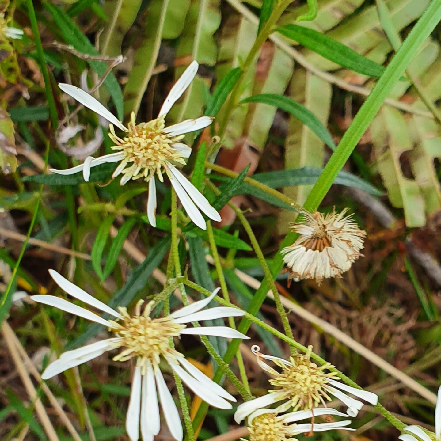 Olearia hygrophila in flower