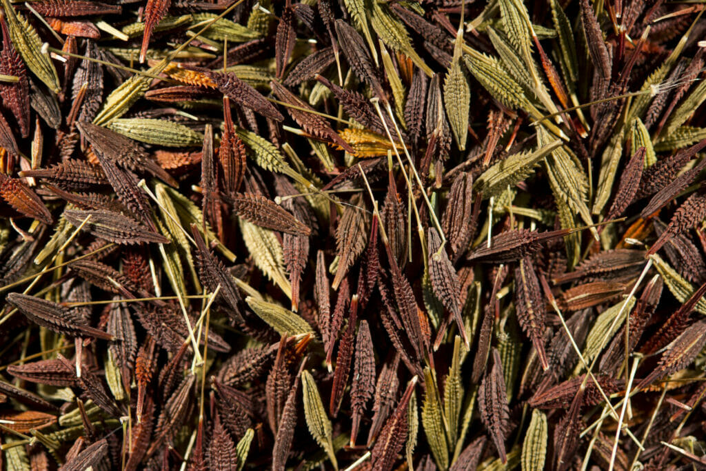 Seeds of the mountain dandelion (Taraxacum aristum achenes) by James Wood.