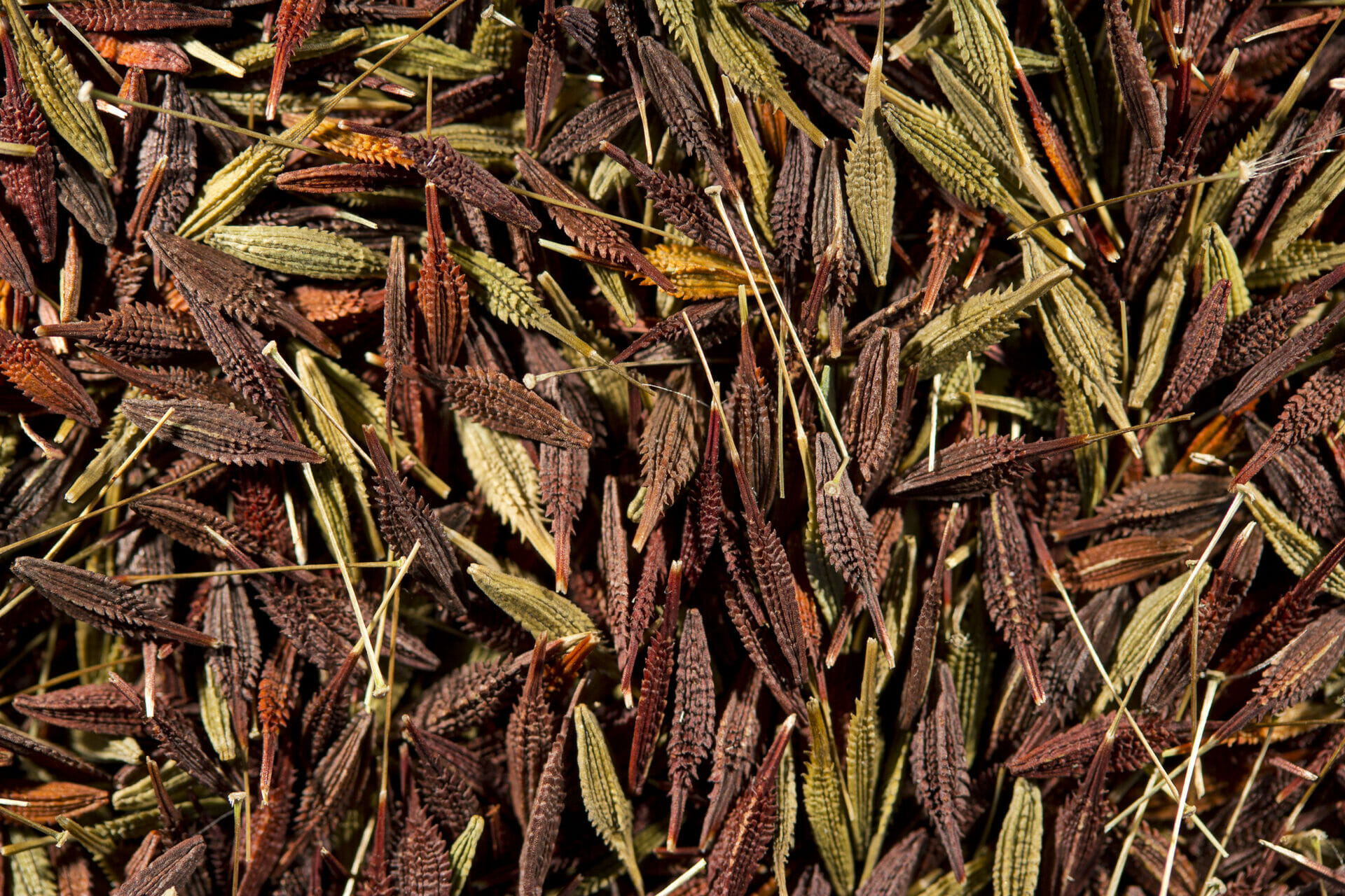 Australian Virtual Seed Bank Australian Seed Bank Partnership