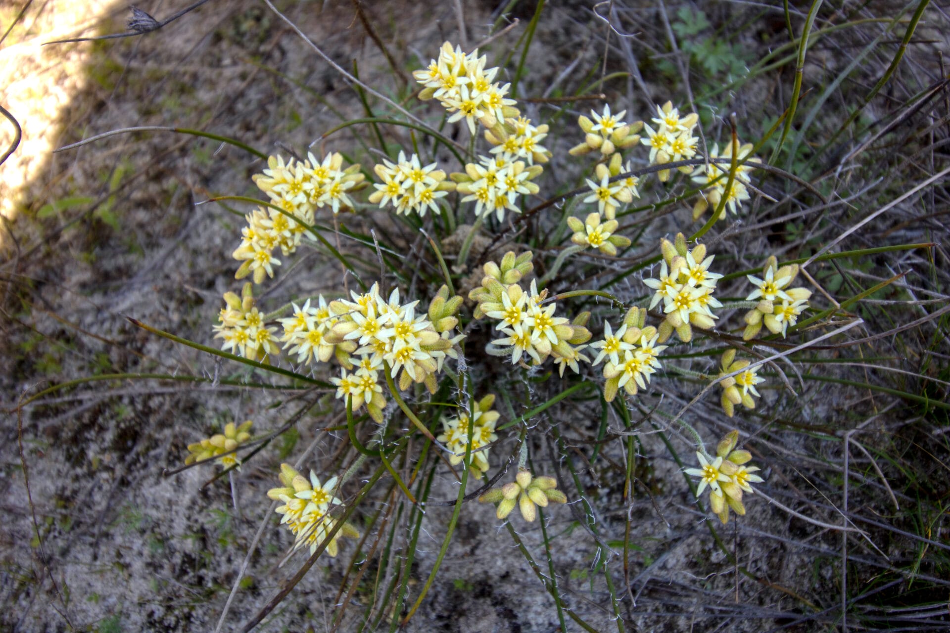 Conostylis micrantha flowers