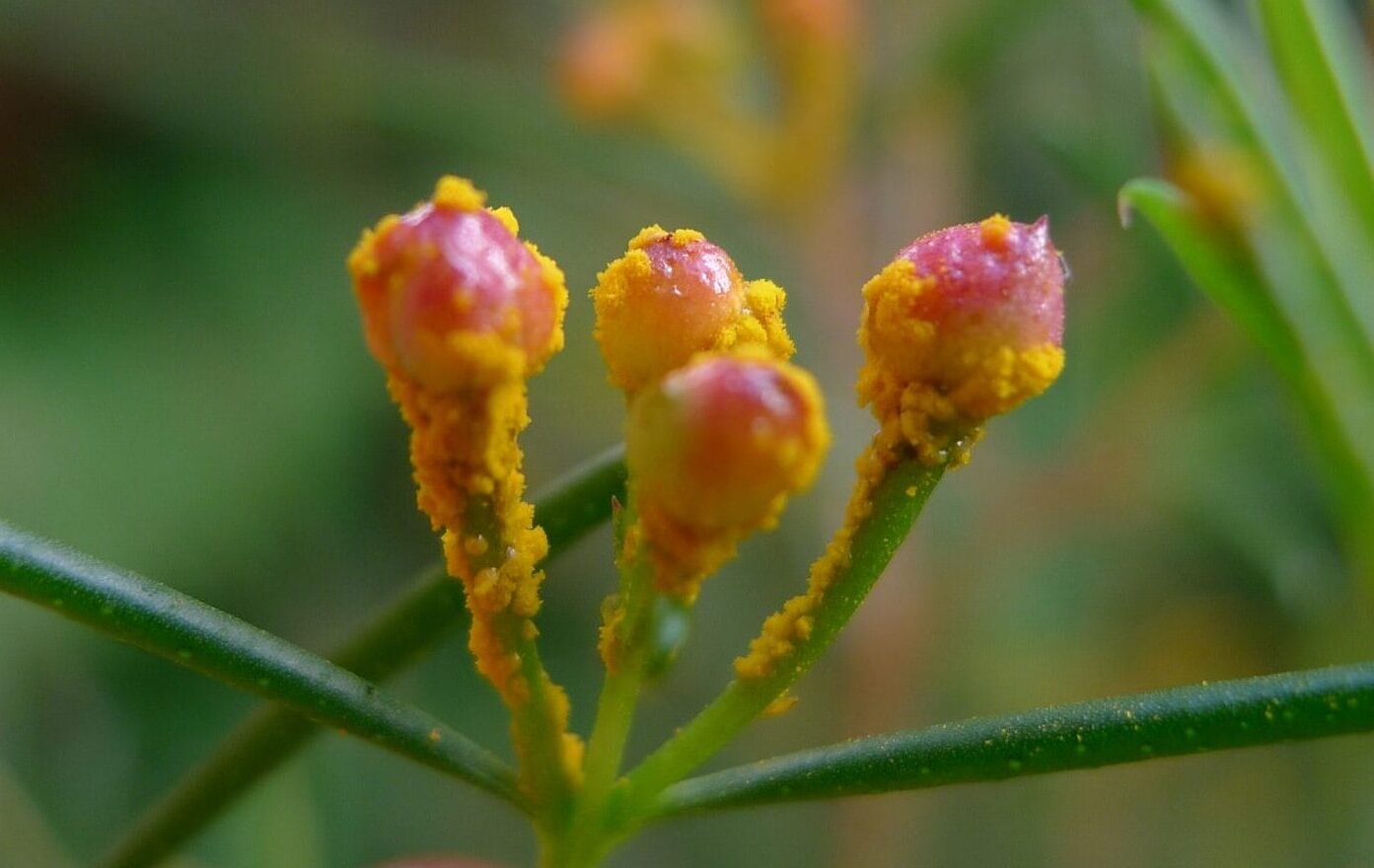 Myrtle Mayday Project. Rust on Geraldton Wax flower buds by John Tan