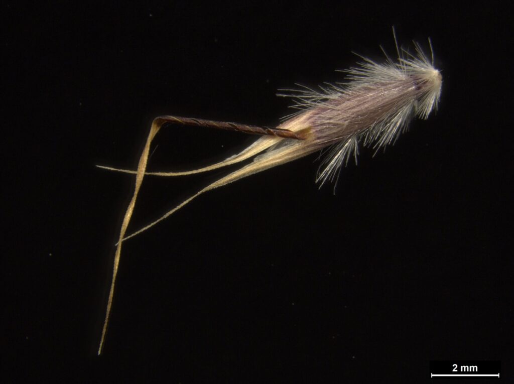 Rytidosperma clelandii seed