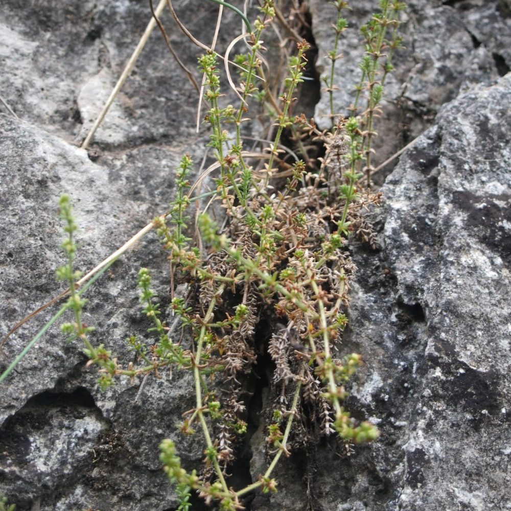 Image of Galium roddii in Clarke Gorge