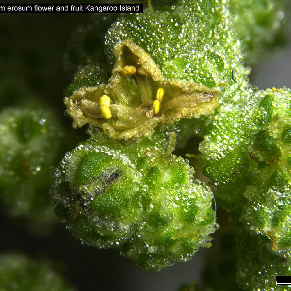 Chenopodium erosum flower image of a Chenopodium erosum flower