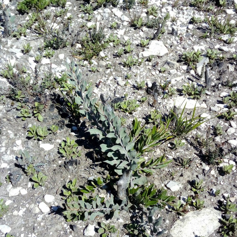 Resprouting Acacia lucasii (Credit: Andre Messina)