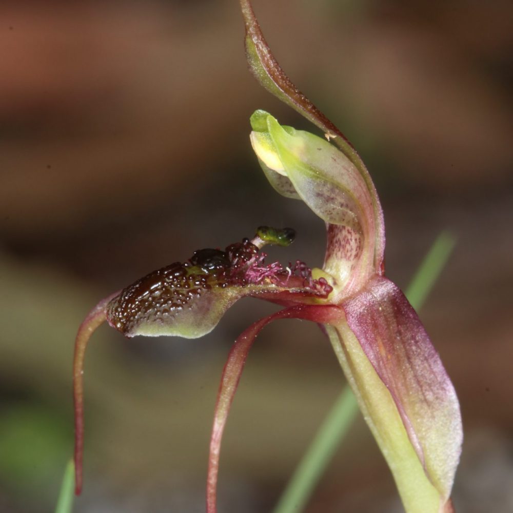 Chiloglottis anaticeps Image of Chiloglottis anaticeps