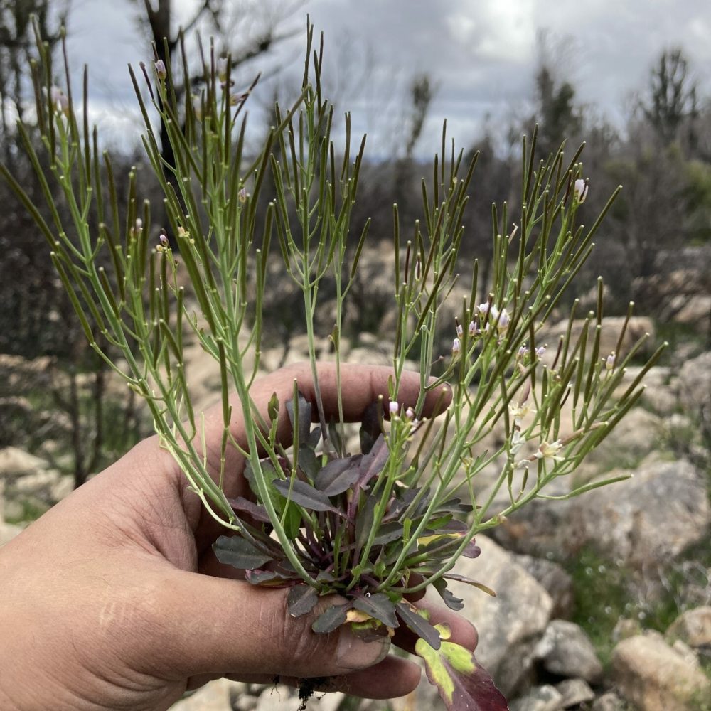 Image of Cardamine tryssa