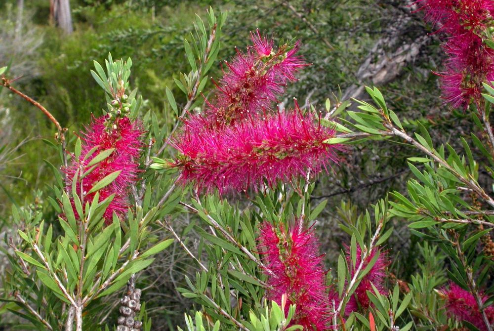 Callistemon forresterae (Credit: Neville Walsh)