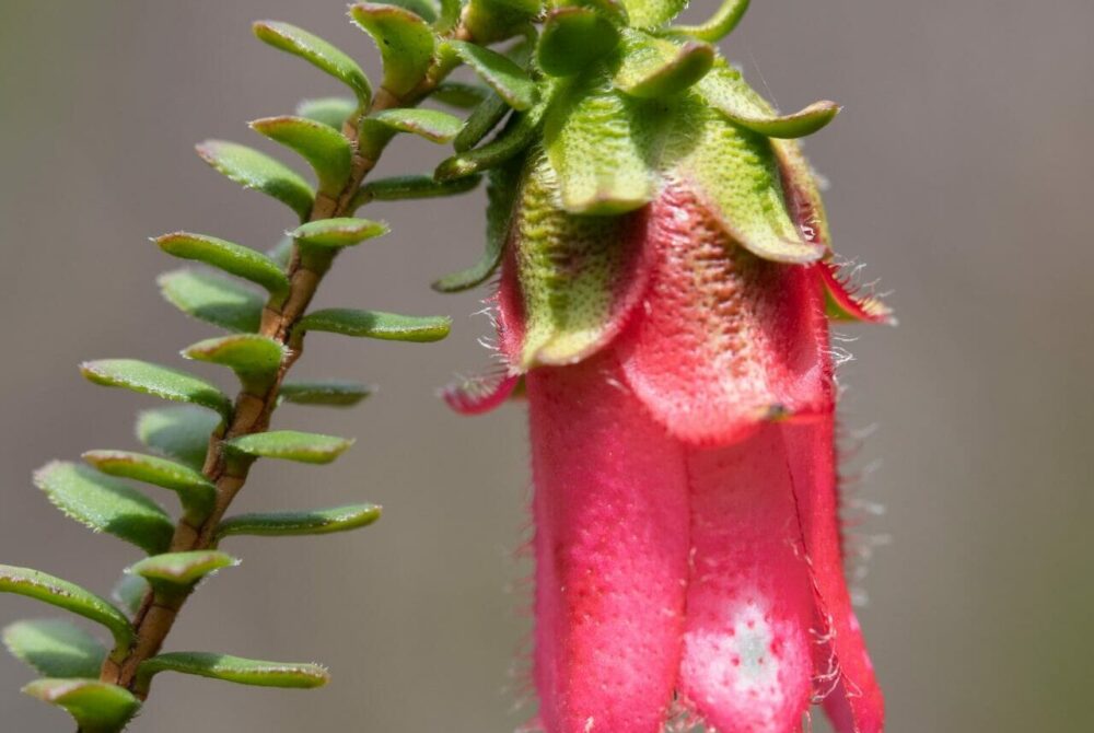Darwinia squarrosa
