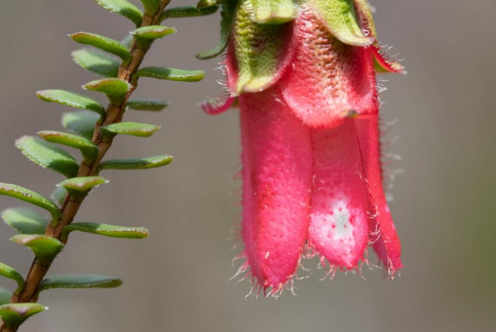 Darwinia squarrosa