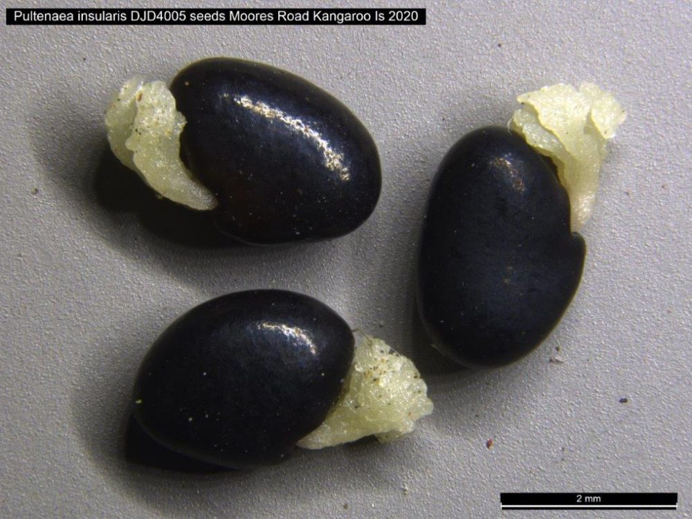 Pultenaea insularis seeds Seeds of Pultenaea insularis collected on Kangaroo Island
