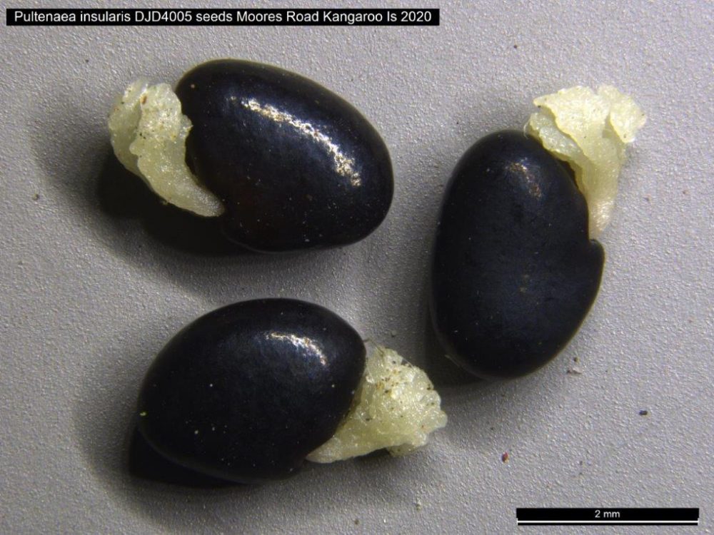 Seeds of Pultenaea insularis collected on Kangaroo Island